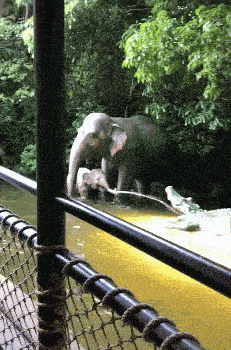 有大象在身旁撑腰，小象也敢朝鳄鱼喷水了